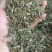 瞿麦，新货一手货源，量大从优，支持在线下单