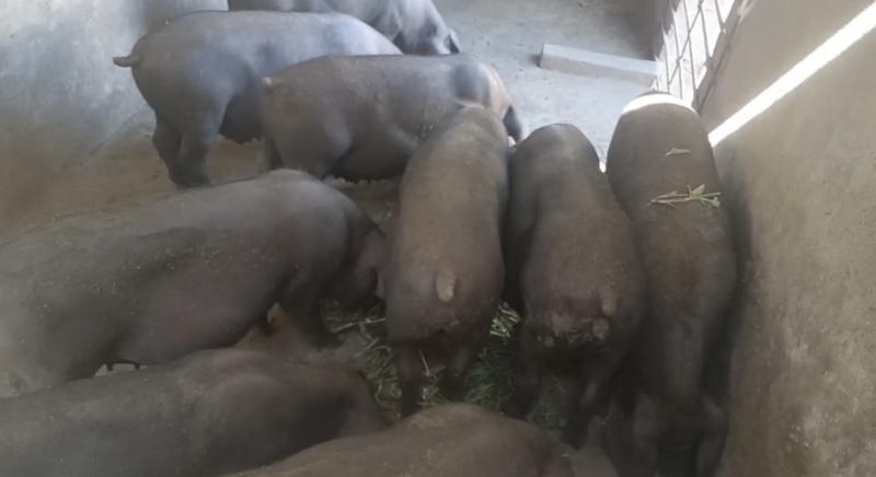 【精选】黑毛猪肉可批发零售对接电商自家养殖品质好