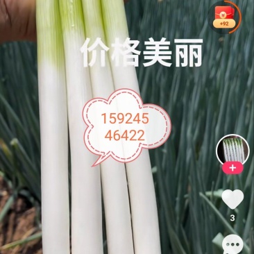 内蒙古通辽市铁杆大葱上市