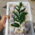 新疆牛奶蜜枣现采现发空运落地配每天现发只做精品好