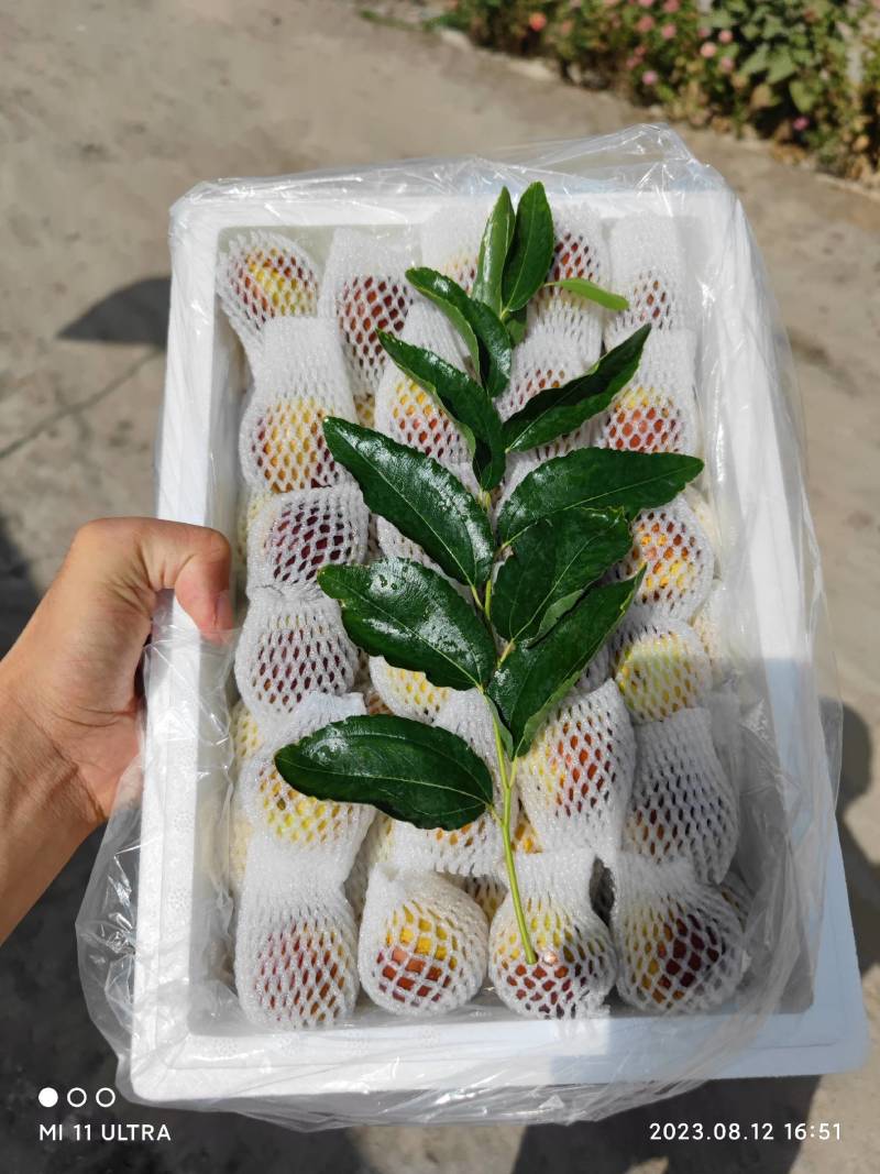 新疆牛奶蜜枣现采现发空运落地配每天现发只做精品好