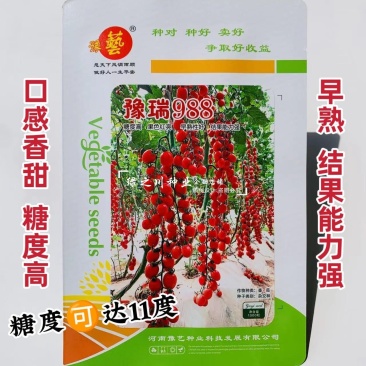 豫艺豫瑞988樱桃番茄种子高糖串收圣女果水果番茄种子
