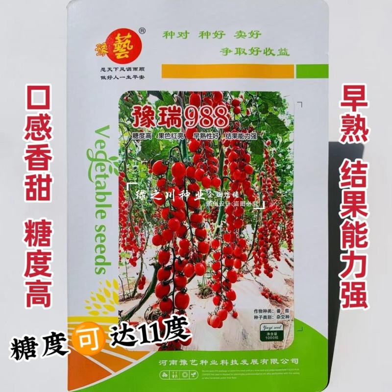 豫艺豫瑞988樱桃番茄种子高糖串收圣女果水果番茄种子