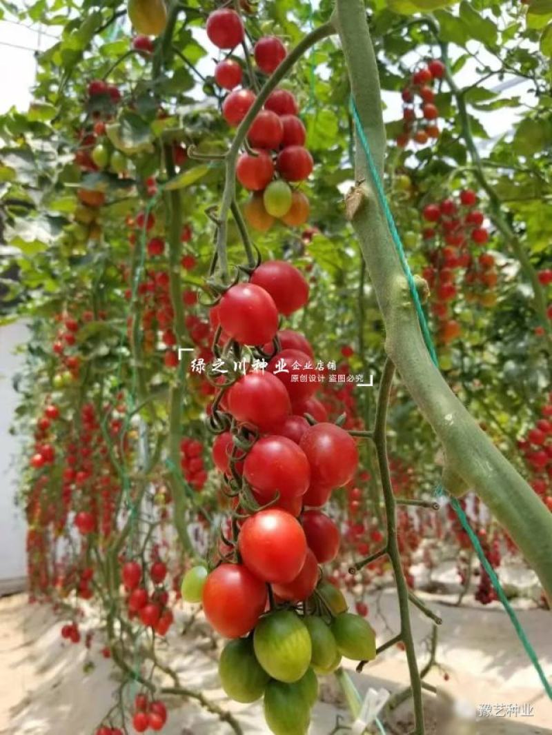 豫艺豫瑞988樱桃番茄种子高糖串收圣女果水果番茄种子