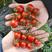 豫艺小番茄豫瑞988樱桃番茄种子高糖串收圣女果种子