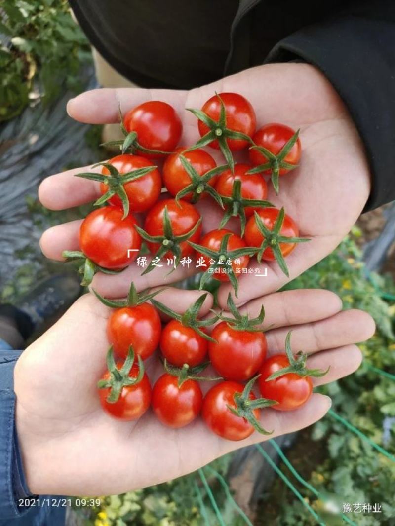 豫艺豫瑞988樱桃番茄种子高糖串收圣女果水果番茄种子