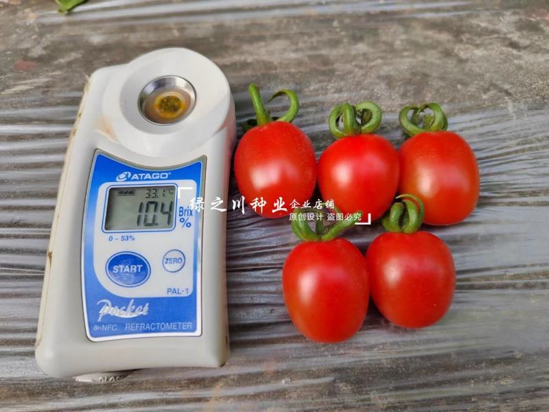 豫艺豫瑞988樱桃番茄种子高糖串收圣女果水果番茄种子