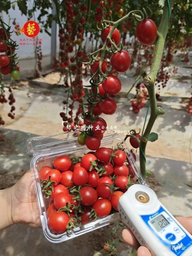 豫艺豫瑞988樱桃番茄种子高糖串收圣女果水果番茄种子