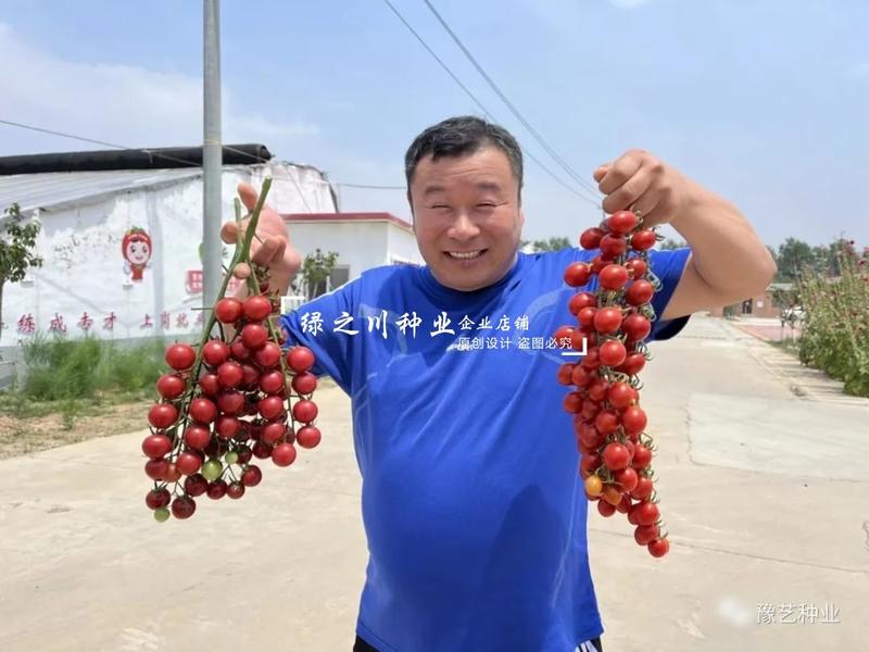 豫艺小番茄豫瑞988樱桃番茄种子高糖串收圣女果种子