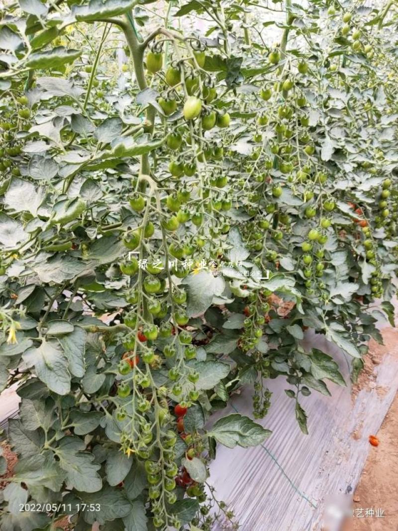 豫艺豫瑞988樱桃番茄种子高糖串收圣女果水果番茄种子