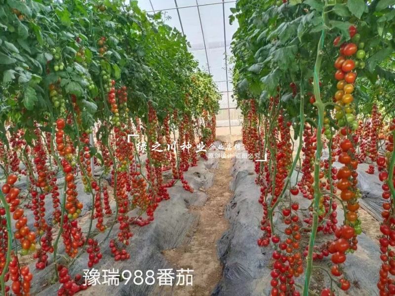 豫艺豫瑞988樱桃番茄种子高糖串收圣女果水果番茄种子