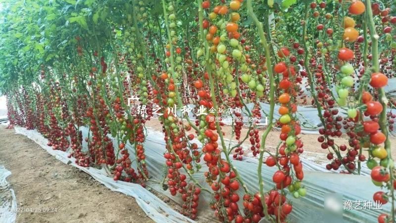 豫艺豫瑞988樱桃番茄种子高糖串收圣女果水果番茄种子