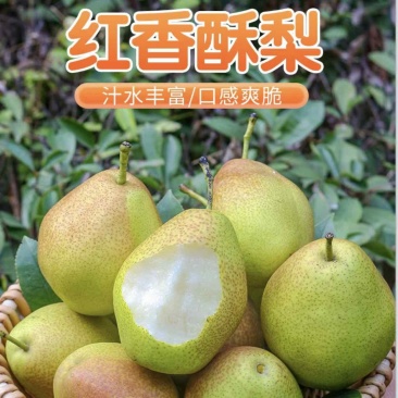 精品-红香酥梨-一手货源-大量供应-质量保证-全国供货