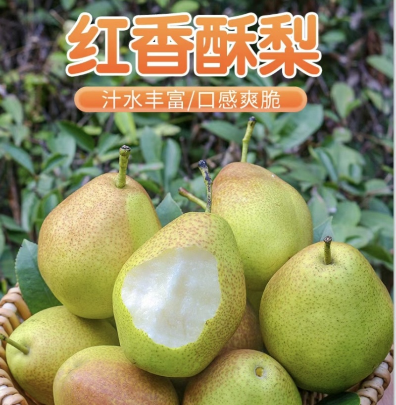 精品-红香酥梨-一手货源-大量供应-质量保证-全国供货