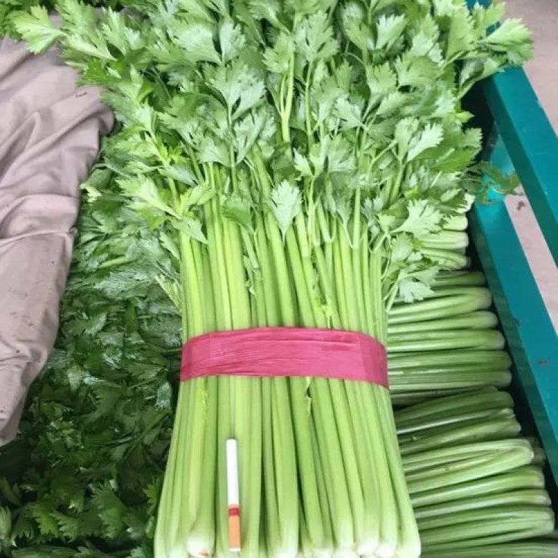 河北芹菜精品西芹产地批发稳定货源保质保量欢迎电联