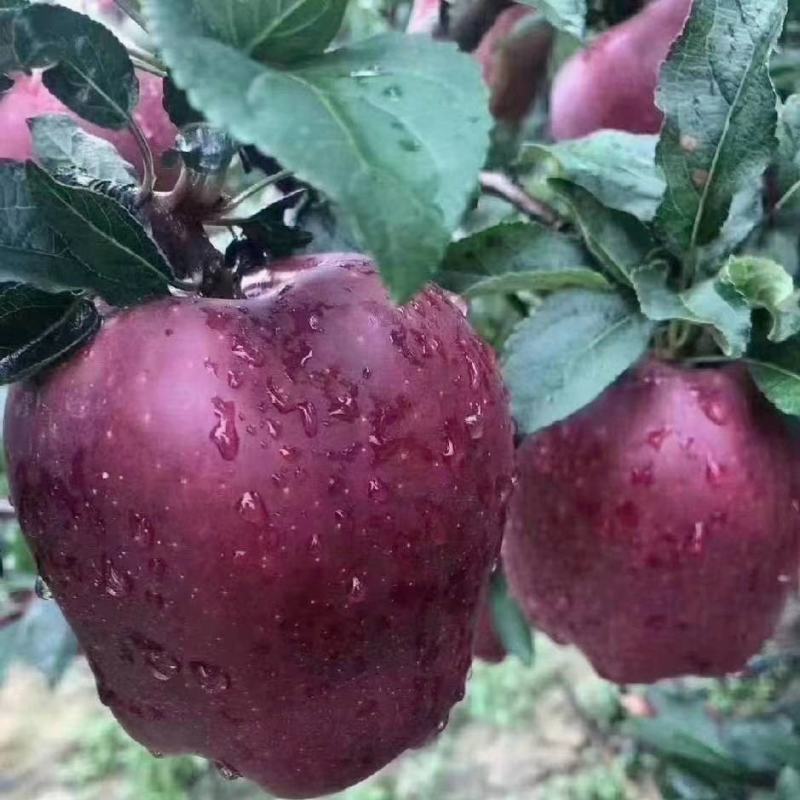 【花牛苹果】精品花牛甘肃花牛苹果品种齐全产地货源