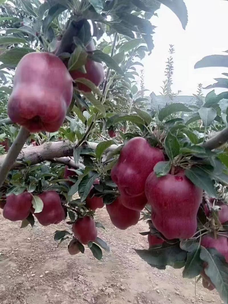 【花牛苹果】精品花牛甘肃花牛苹果品种齐全产地货源