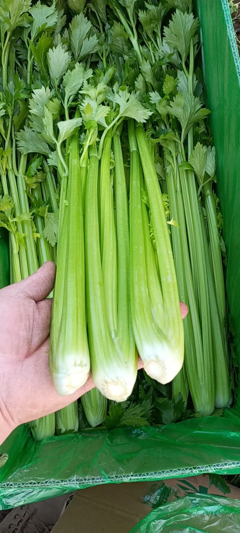 河北芹菜精品西芹产地批发稳定货源保质保量欢迎电联