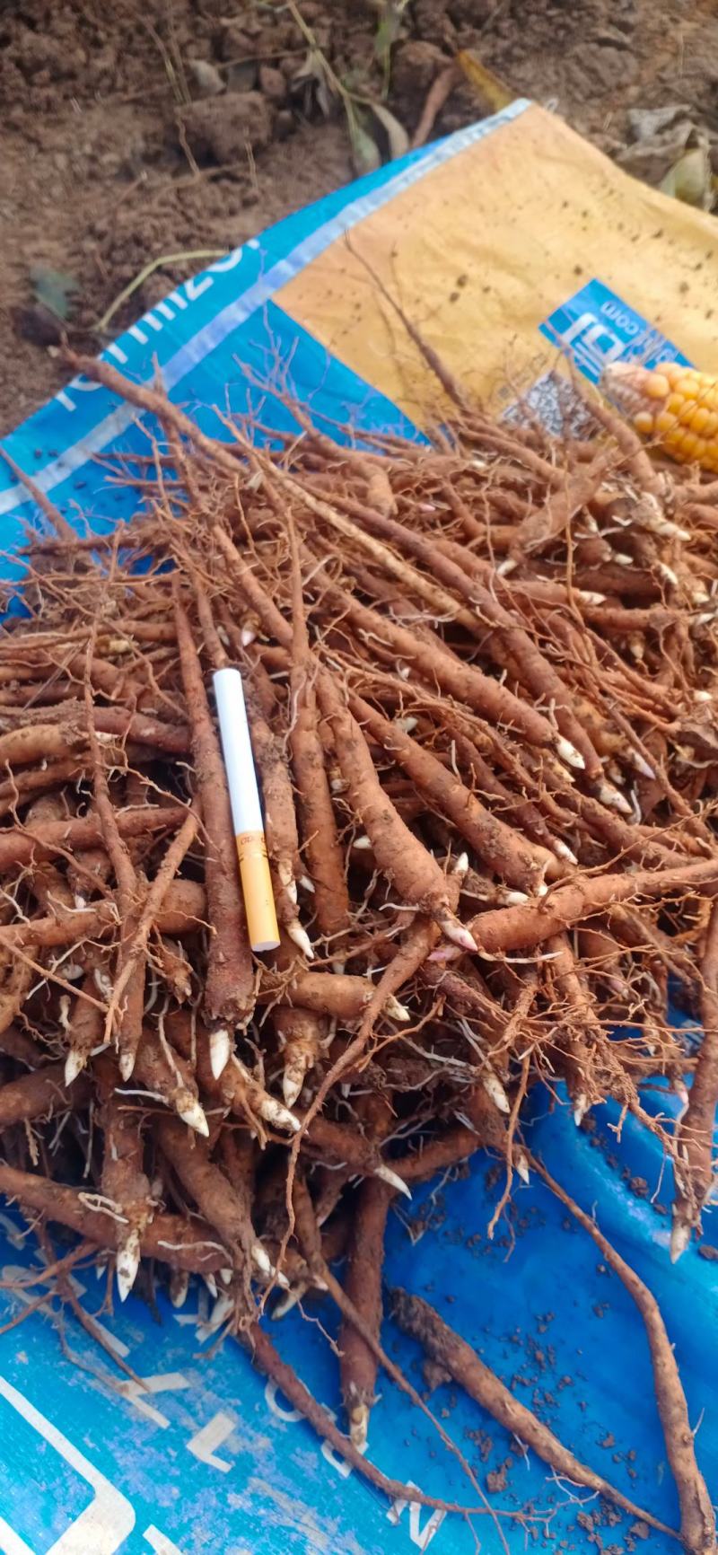 优质改良赤芍苗！专业芍药苗育苗基地！赤芍苗！