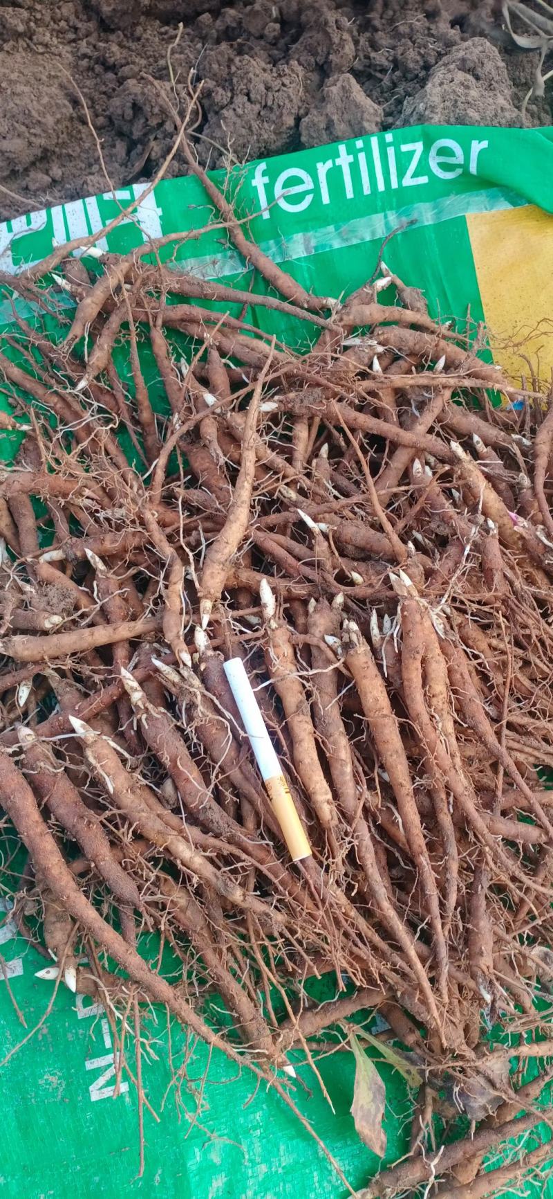 优质改良赤芍苗！专业芍药苗育苗基地！赤芍苗！