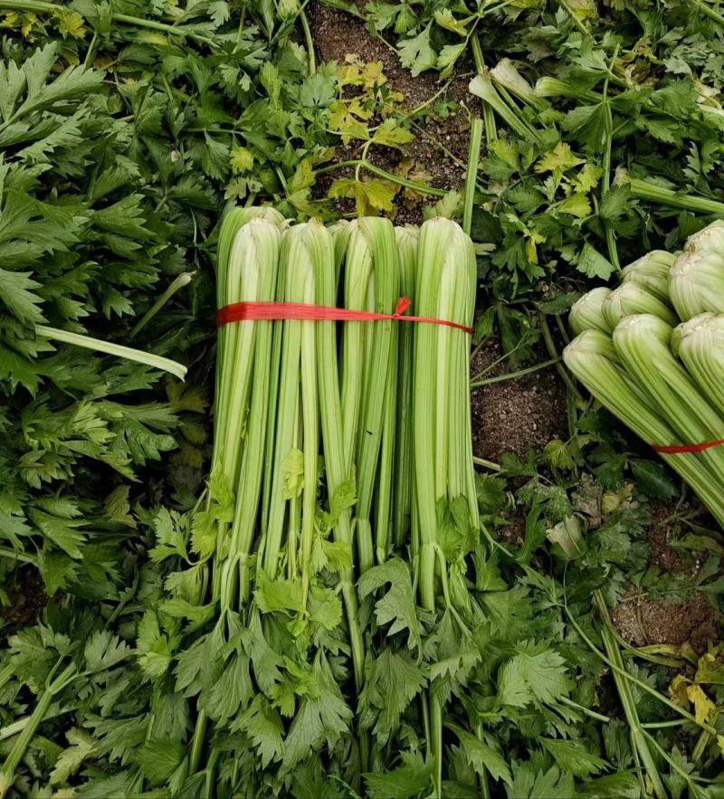 河北芹菜精品西芹产地批发稳定货源保质保量欢迎电联