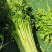 河北芹菜精品西芹产地批发稳定货源保质保量欢迎电联