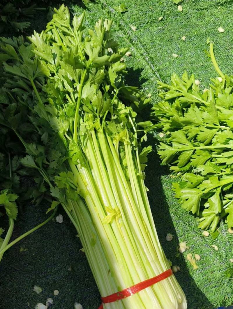 河北芹菜精品西芹产地批发稳定货源保质保量欢迎电联