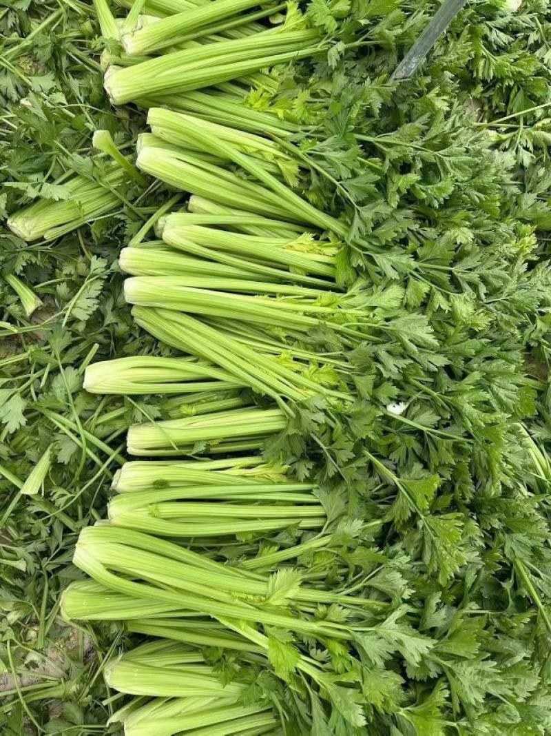 河北芹菜精品西芹产地批发稳定货源保质保量欢迎电联