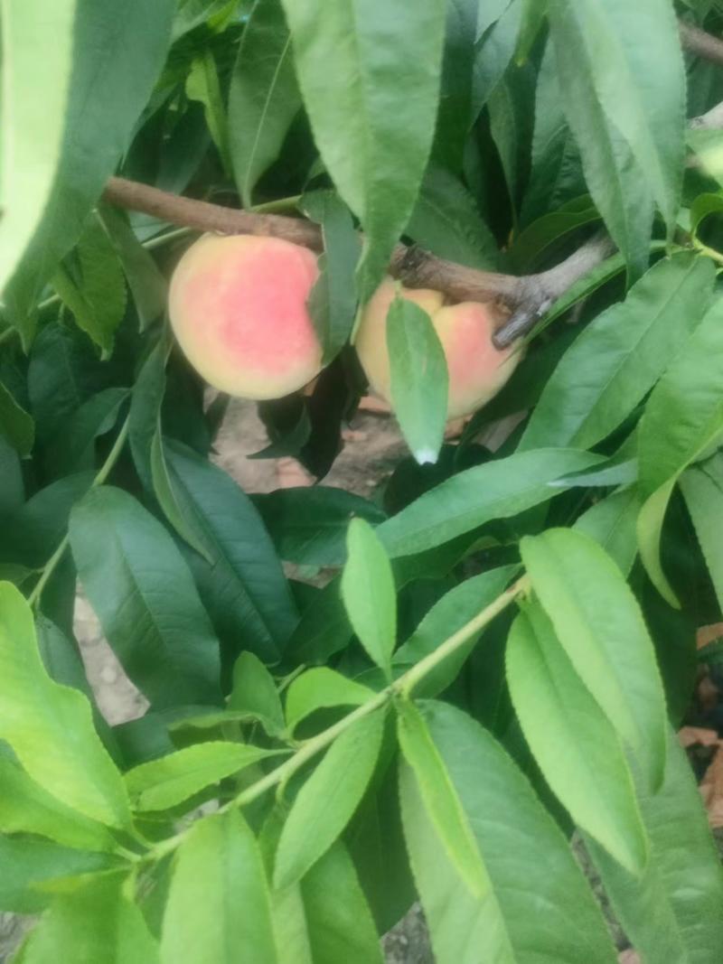 永莲蜜桃大量供应自家果园现摘现发对接批发价格优惠欢迎老板