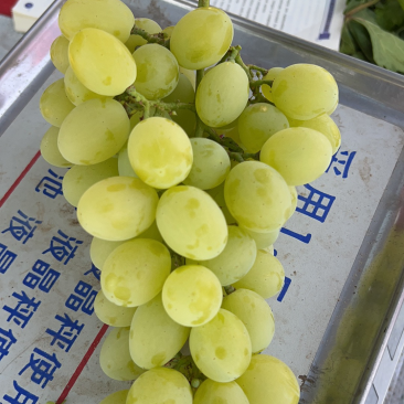 葡萄代办，各种精品葡萄，需要的老板联系