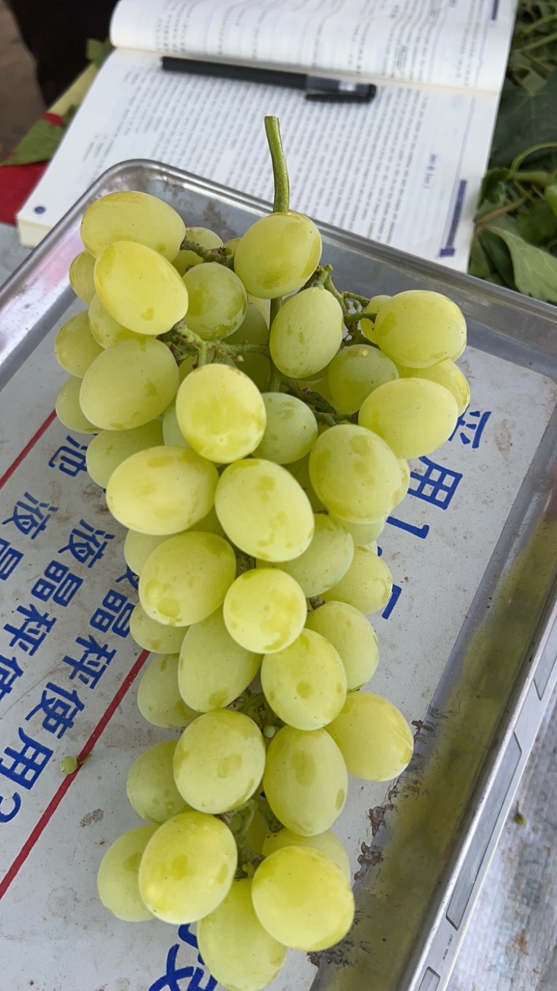 葡萄代办，各种精品葡萄，需要的老板联系