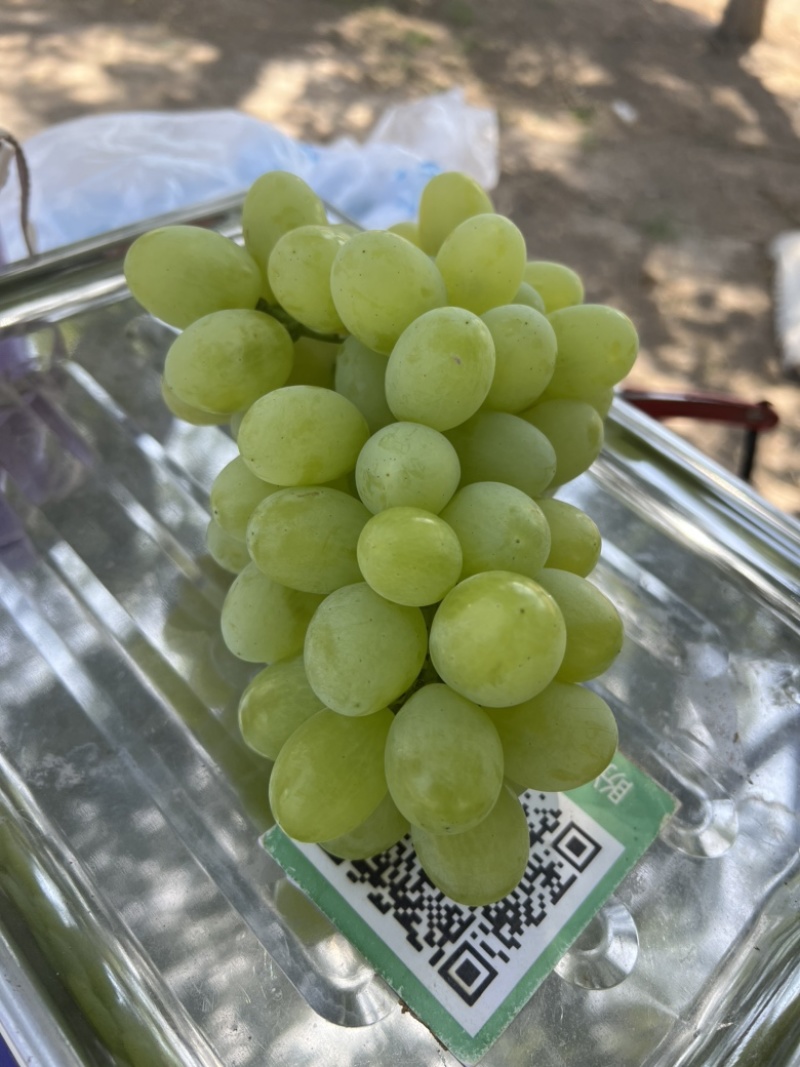 葡萄代办，各种精品葡萄，需要的老板联系