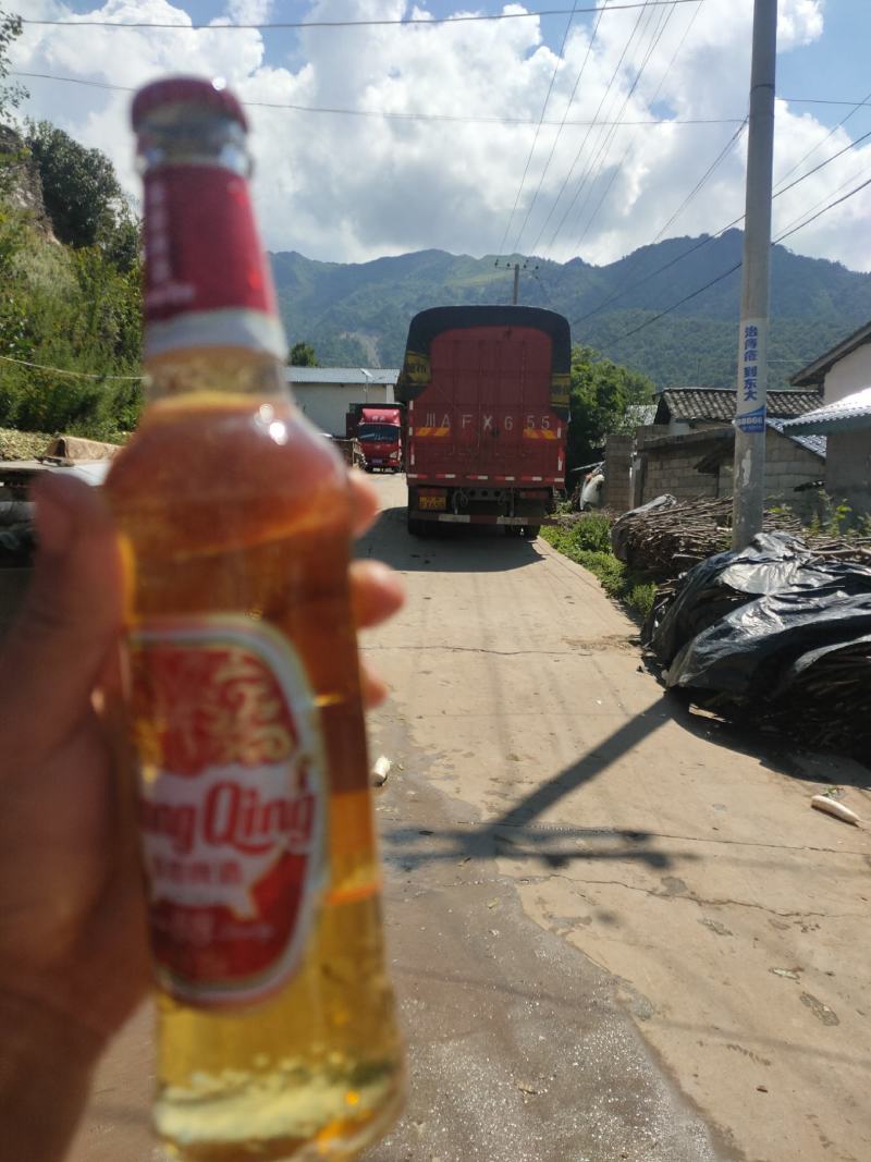 精品萝卜上市，