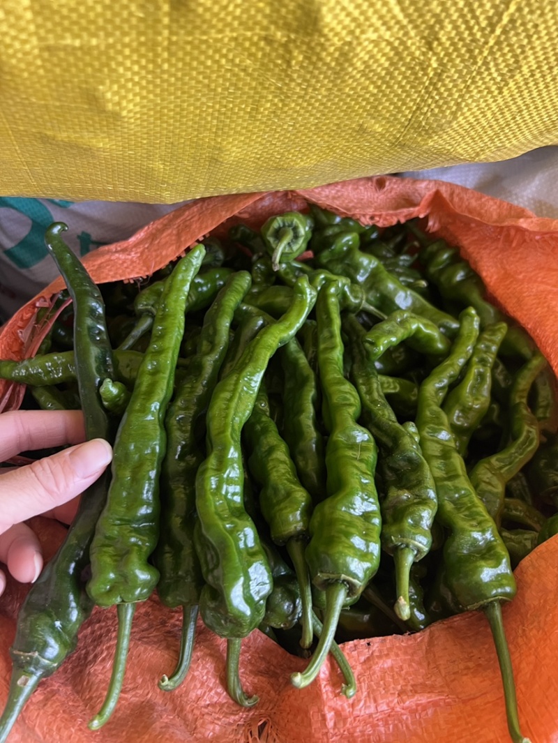小皱皮辣椒山东辣椒大量上市产地直发实力代办代发