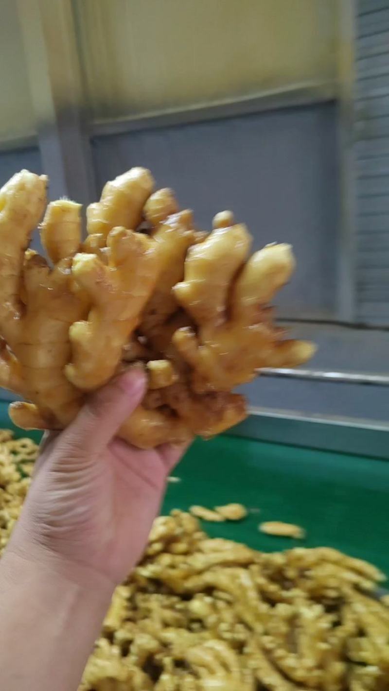 山东产地小黄姜大量上市量大从优一手货源欢迎致电