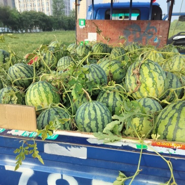 上海嘉定露天头茬美都西瓜，大量上市，保质保量，
