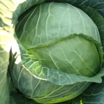 宁夏固原西吉大包菜，铁头包菜大量上市，欢迎全国各地的朋友