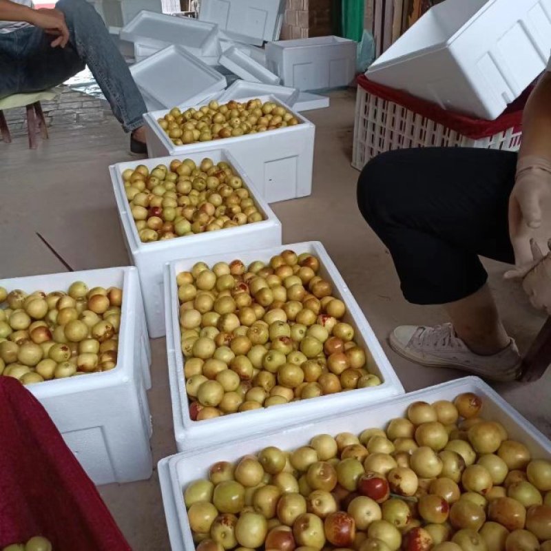 黄白红冬枣脆甜可口现摘现发大荔冬枣产地供货保证货