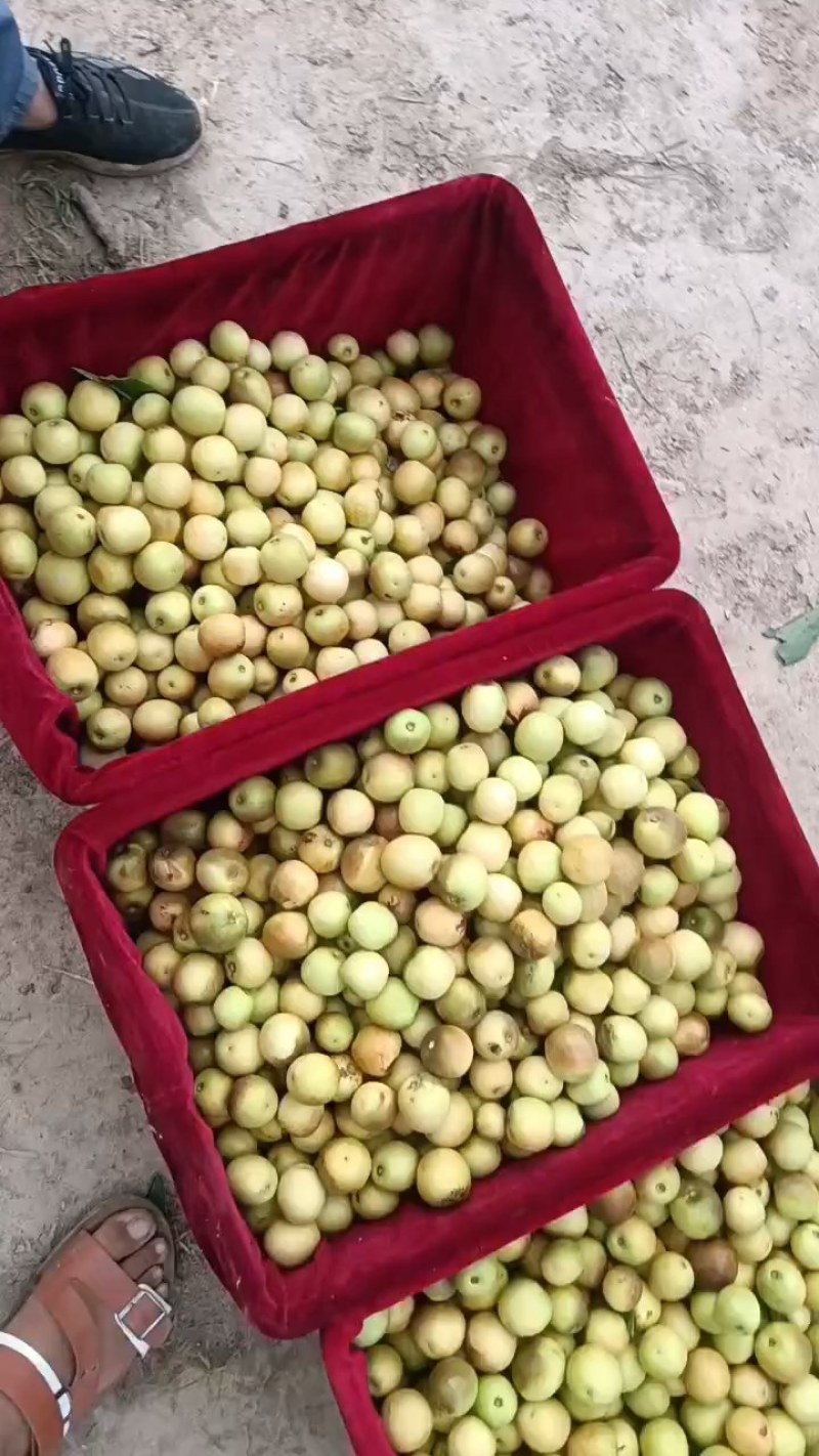 黄白红冬枣脆甜可口现摘现发大荔冬枣产地供货保证货