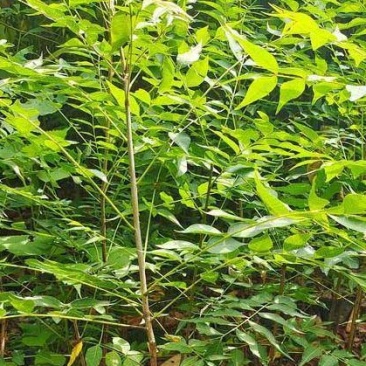 黄连木当年树苗