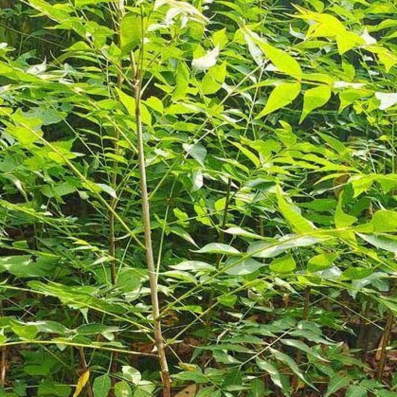 黄连木当年树苗