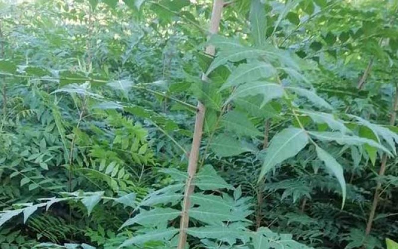 黄连木当年树苗