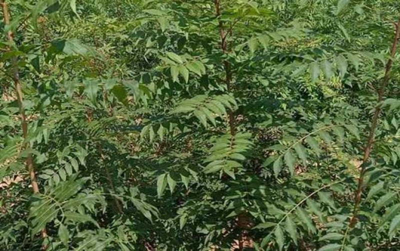 黄连木当年树苗