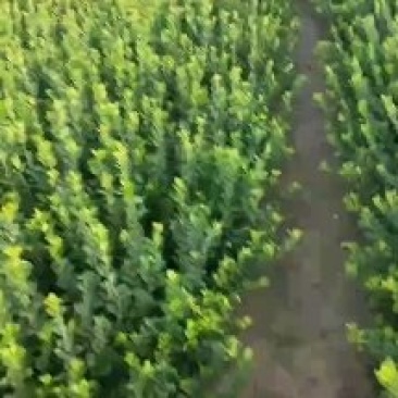 河北卫矛基地直销规格齐全四季苗木保成活率免费指导欢迎考察