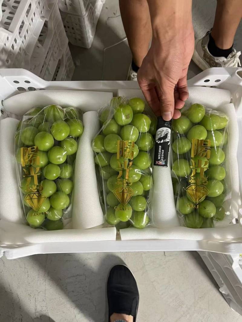 陕西阳光玫瑰葡萄，质量保证价格实惠，欢迎洽谈