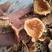 松树菌，松乳菇，枞菌