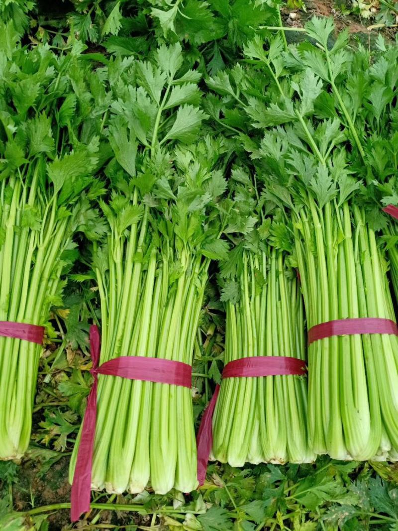 河北芹菜精品西芹产地批发稳定货源保质保量欢迎电联