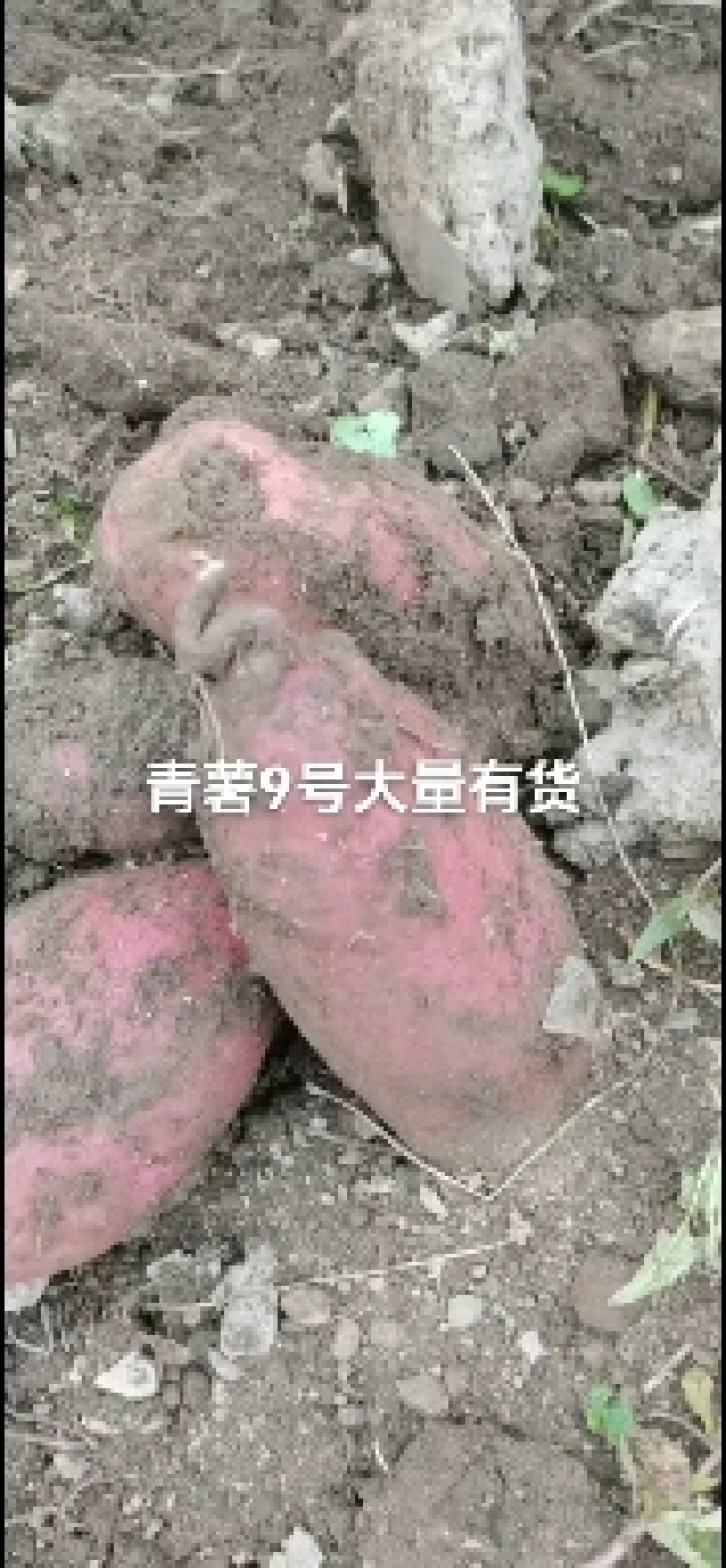 青海土豆青薯9号，产地一手货，全国代发。