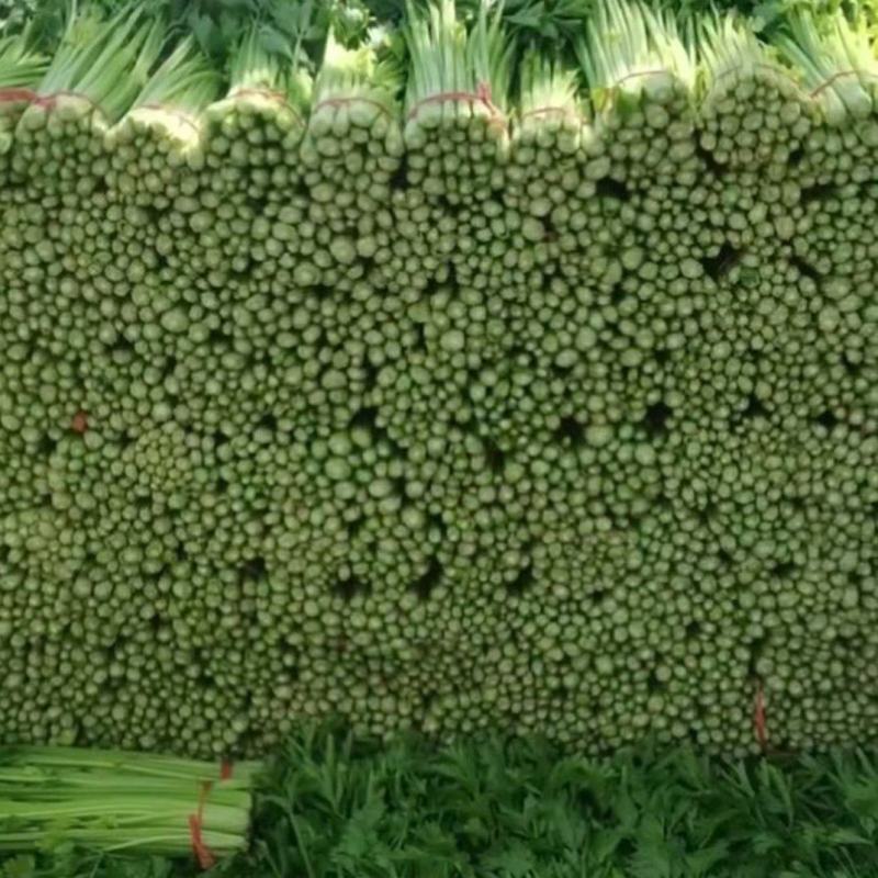 毛芹
