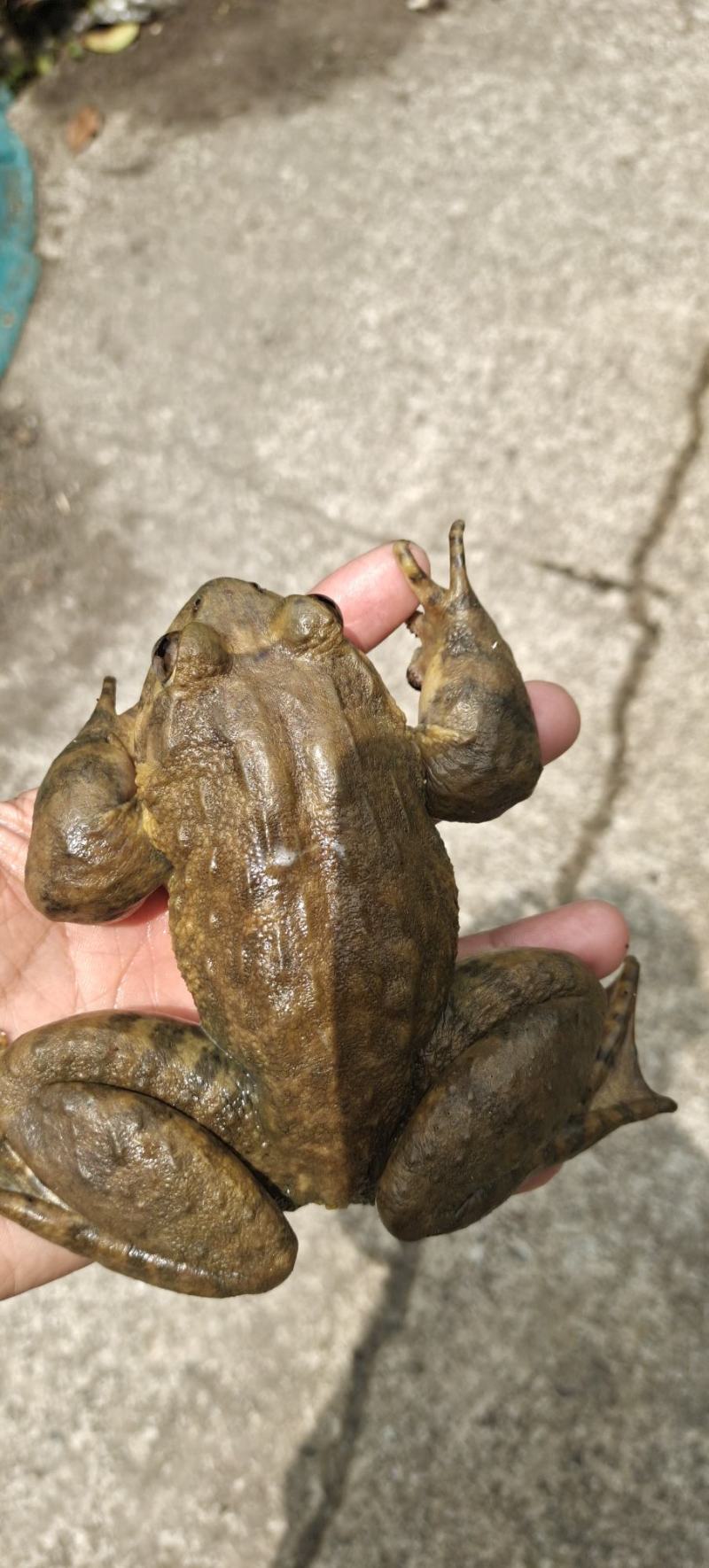 石蛙